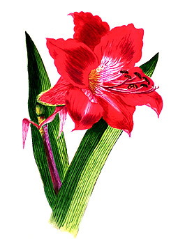 位圖 植物 寫意花卉 花朵 免費(fèi)素材