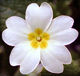 位圖 植物攝影 寫(xiě)實(shí)花卉 花朵 數(shù)碼照片 免費(fèi)素材