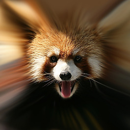 位圖 插畫 時尚插畫 動物插畫 藝術(shù)效果 免費素材