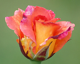 位圖 植物攝影 寫實(shí)花卉 花朵 數(shù)碼照片 免費(fèi)素材
