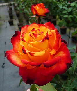 位圖 植物攝影 寫實(shí)花卉 花朵 數(shù)碼照片 免費(fèi)素材