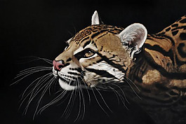 位圖 插畫 時尚插畫 動物插畫 藝術(shù)效果 免費(fèi)素材