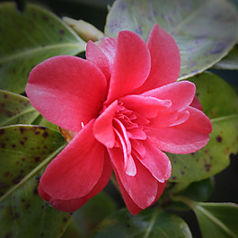 位圖 植物攝影 寫實(shí)花卉 花朵 數(shù)碼照片 免費(fèi)素材