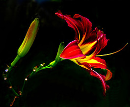 位圖 植物攝影 寫(xiě)實(shí)花卉 花朵 百合 免費(fèi)素材