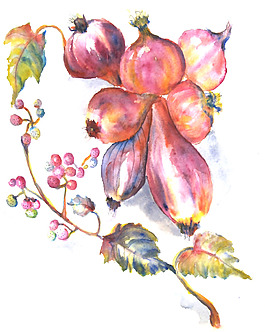 位圖 植物 寫意花卉 花朵 水果 免費素材