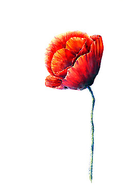 位圖 植物 寫意花卉 花朵 免費素材