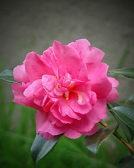 位圖 植物攝影 寫實花卉 花朵 數(shù)碼照片 免費素材