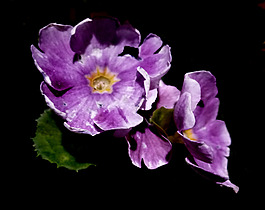 位圖 植物攝影 寫實(shí)花卉 花朵 數(shù)碼照片 免費(fèi)素材