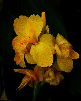位圖 植物攝影 寫實(shí)花卉 花朵 鳶尾 免費(fèi)素材