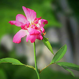 位圖 植物攝影 寫實(shí)花卉 花朵 數(shù)碼照片 免費(fèi)素材