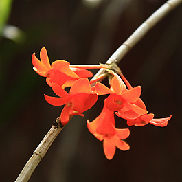 位圖 植物攝影 寫實(shí)花卉 花朵 數(shù)碼照片 免費(fèi)素材