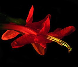 位圖 植物攝影 寫實(shí)花卉 花朵 數(shù)碼照片 免費(fèi)素材