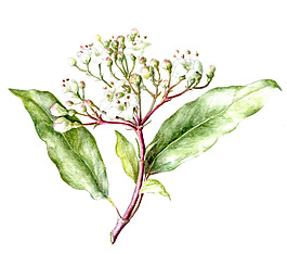 位圖 植物 寫意花卉 花朵 免費素材