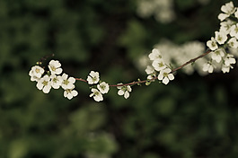 位圖 植物攝影 寫實(shí)花卉 花朵 數(shù)碼照片 免費(fèi)素材