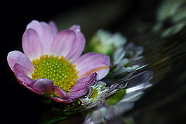 位圖 植物攝影 寫實(shí)花卉 花朵 數(shù)碼照片 免費(fèi)素材