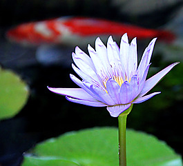位圖 植物攝影 寫實(shí)花卉 花朵 數(shù)碼照片 免費(fèi)素材