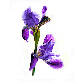 位圖 植物攝影 寫實(shí)花卉 花朵 鳶尾 免費(fèi)素材