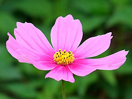 位圖 植物攝影 寫實(shí)花卉 花朵 數(shù)碼照片 免費(fèi)素材