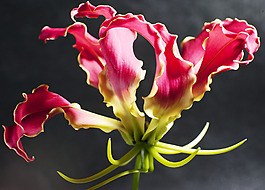 位圖 植物攝影 寫實(shí)花卉 花朵 數(shù)碼照片 免費(fèi)素材