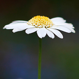 位圖 植物攝影 寫(xiě)實(shí)花卉 花朵 菊花 免費(fèi)素材