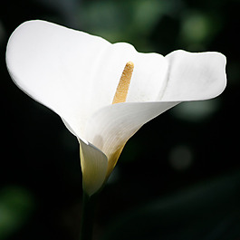 位圖 植物攝影 寫實(shí)花卉 花朵 馬蹄蓮 免費(fèi)素材