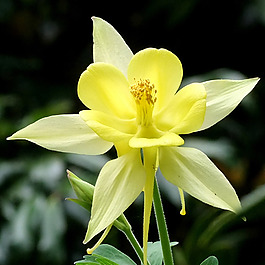 位圖 植物攝影 寫(xiě)實(shí)花卉 花朵 數(shù)碼照片 免費(fèi)素材