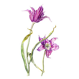位圖 植物 寫意花卉 花朵 免費素材