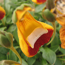位圖 植物攝影 寫實花卉 花朵 數(shù)碼照片 免費素材