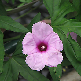 位圖 植物攝影 寫(xiě)實(shí)花卉 花朵 數(shù)碼照片 免費(fèi)素材