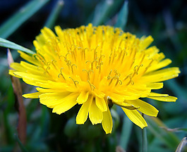位圖 植物攝影 寫實(shí)花卉 花朵 數(shù)碼照片 免費(fèi)素材