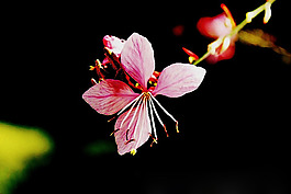 位圖 植物攝影 寫實(shí)花卉 花朵 桃花 免費(fèi)素材