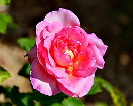 位圖 植物攝影 寫(xiě)實(shí)花卉 花朵 數(shù)碼照片 免費(fèi)素材