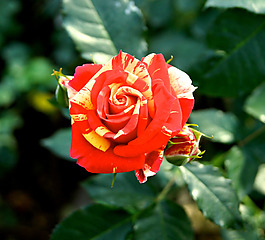 位圖 植物攝影 寫實(shí)花卉 花朵 數(shù)碼照片 免費(fèi)素材