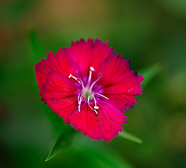 位圖 植物攝影 寫實花卉 花朵 數(shù)碼照片 免費素材