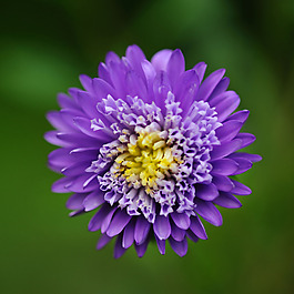 位圖 植物攝影 寫(xiě)實(shí)花卉 花朵 數(shù)碼照片 免費(fèi)素材