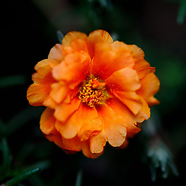 位圖 植物攝影 寫(xiě)實(shí)花卉 花朵 數(shù)碼照片 免費(fèi)素材