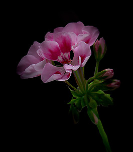 位圖 植物攝影 寫實(shí)花卉 花朵 數(shù)碼照片 免費(fèi)素材