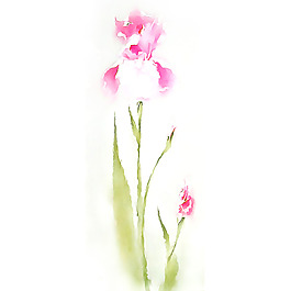 位圖 植物 寫意花卉 花朵 鳶尾 免費(fèi)素材