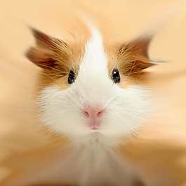 位圖 插畫 時尚插畫 動物插畫 藝術(shù)效果 免費素材