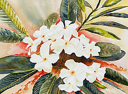 位圖 植物 寫(xiě)意花卉 花朵 免費(fèi)素材