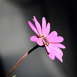 位圖 植物攝影 寫實(shí)花卉 花朵 數(shù)碼照片 免費(fèi)素材