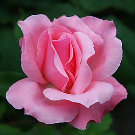位圖 植物攝影 寫實(shí)花卉 花朵 數(shù)碼照片 免費(fèi)素材