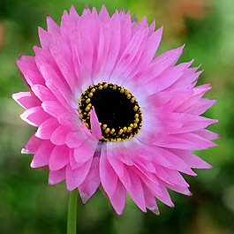 位圖 植物攝影 寫實花卉 花朵 數(shù)碼照片菊花 免費素材