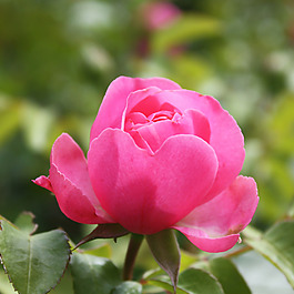 位圖 植物攝影 寫實花卉 花朵 數(shù)碼照片 免費素材