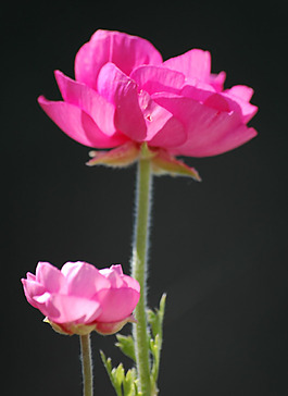 位圖 植物攝影 寫實花卉 花朵 數(shù)碼照片 免費素材