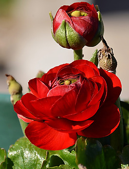 位圖 植物攝影 寫實(shí)花卉 花朵 數(shù)碼照片 免費(fèi)素材