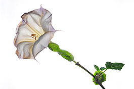 位圖 植物攝影 寫(xiě)實(shí)花卉 花朵 數(shù)碼照片 免費(fèi)素材