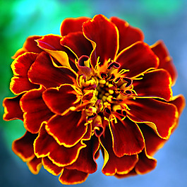 位圖 植物攝影 寫(xiě)實(shí)花卉 花朵 數(shù)碼照片 免費(fèi)素材