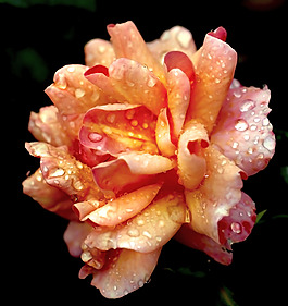 位圖 植物攝影 寫(xiě)實(shí)花卉 花朵 數(shù)碼照片 免費(fèi)素材