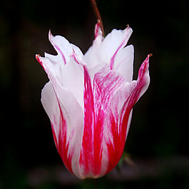 位圖 植物攝影 寫實(shí)花卉 花朵 數(shù)碼照片 免費(fèi)素材